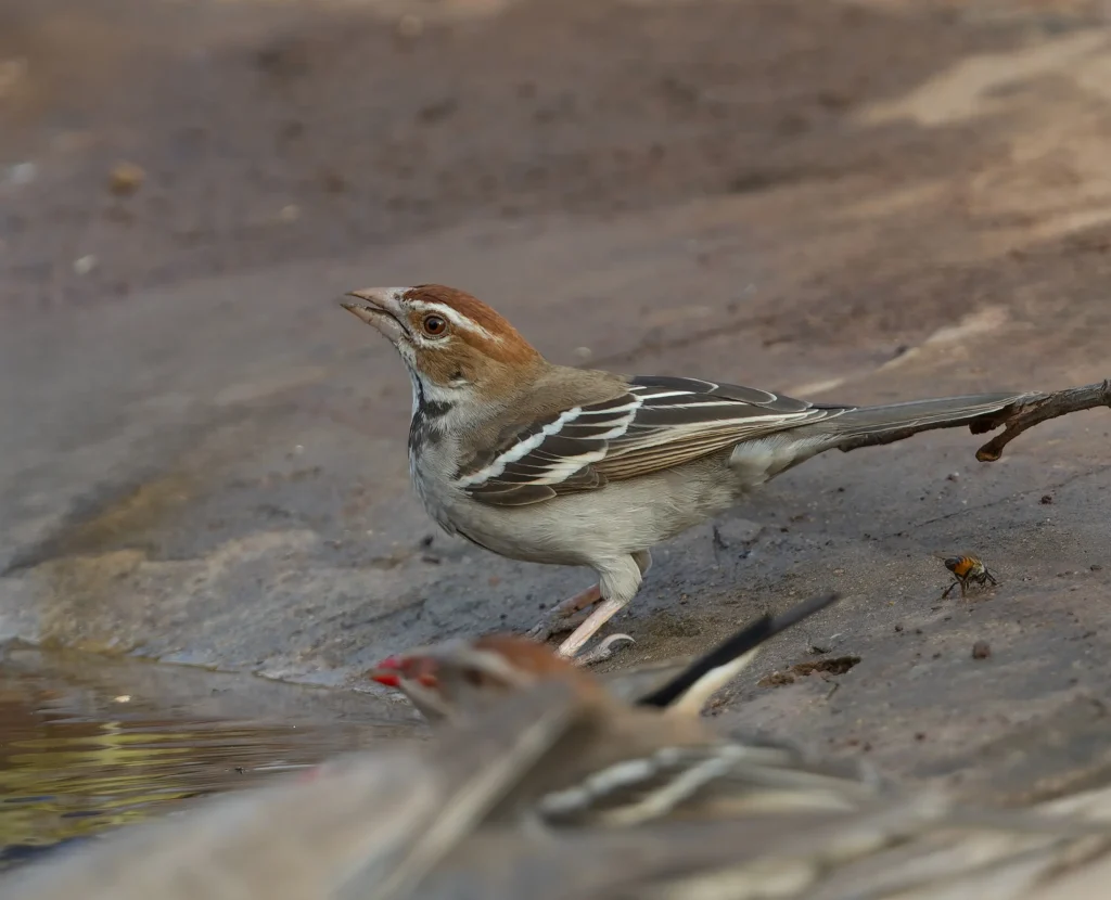 Chestnut-crowned Sparrow Weaver Plocepasser superciliosus