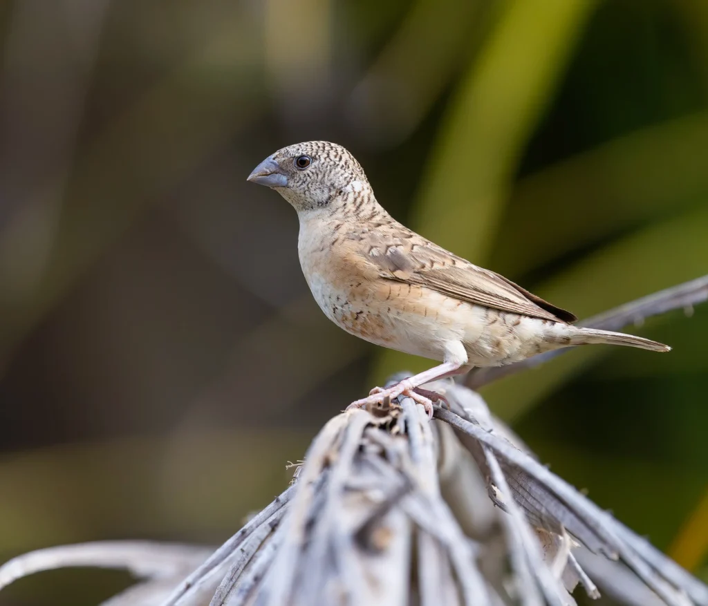 Cut-throat Amadina fasciata