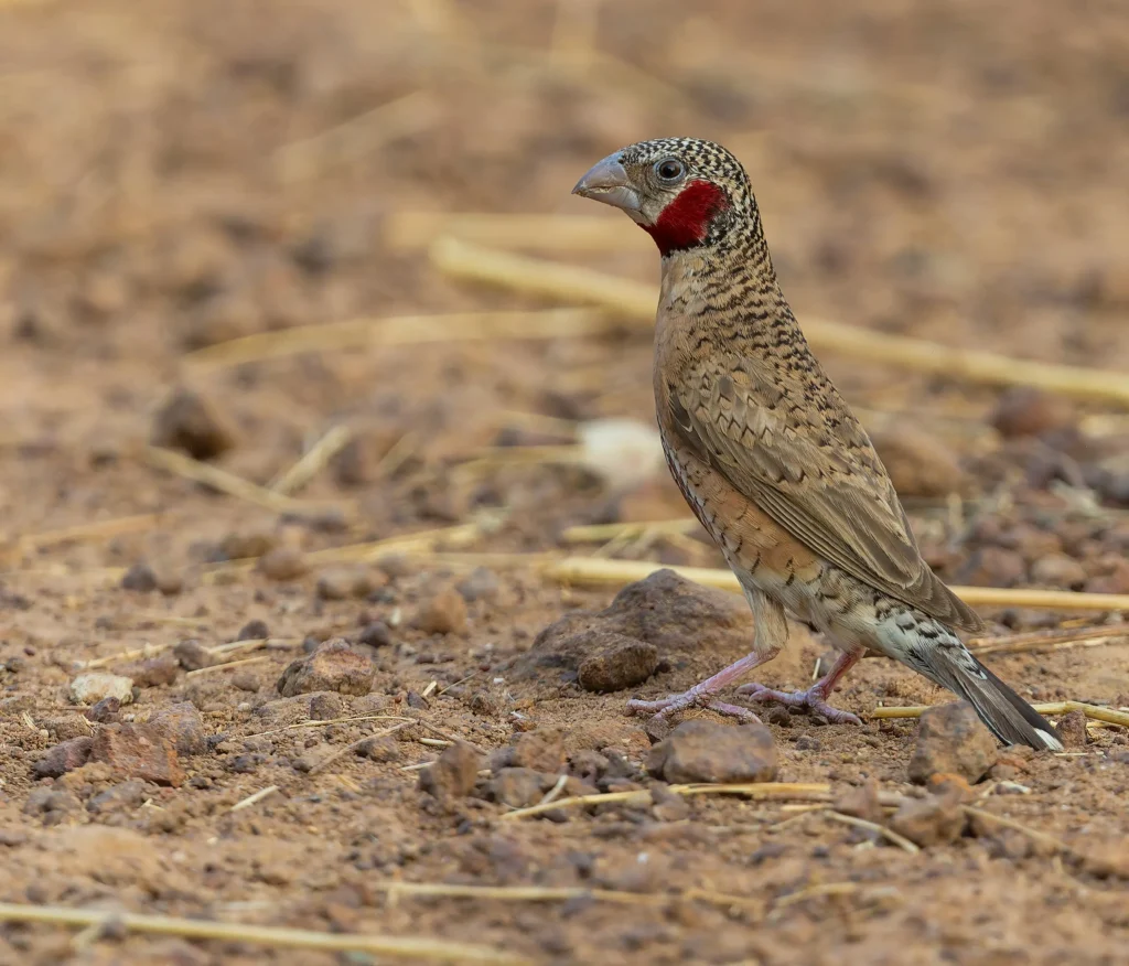 Cut-throat Amadina fasciata