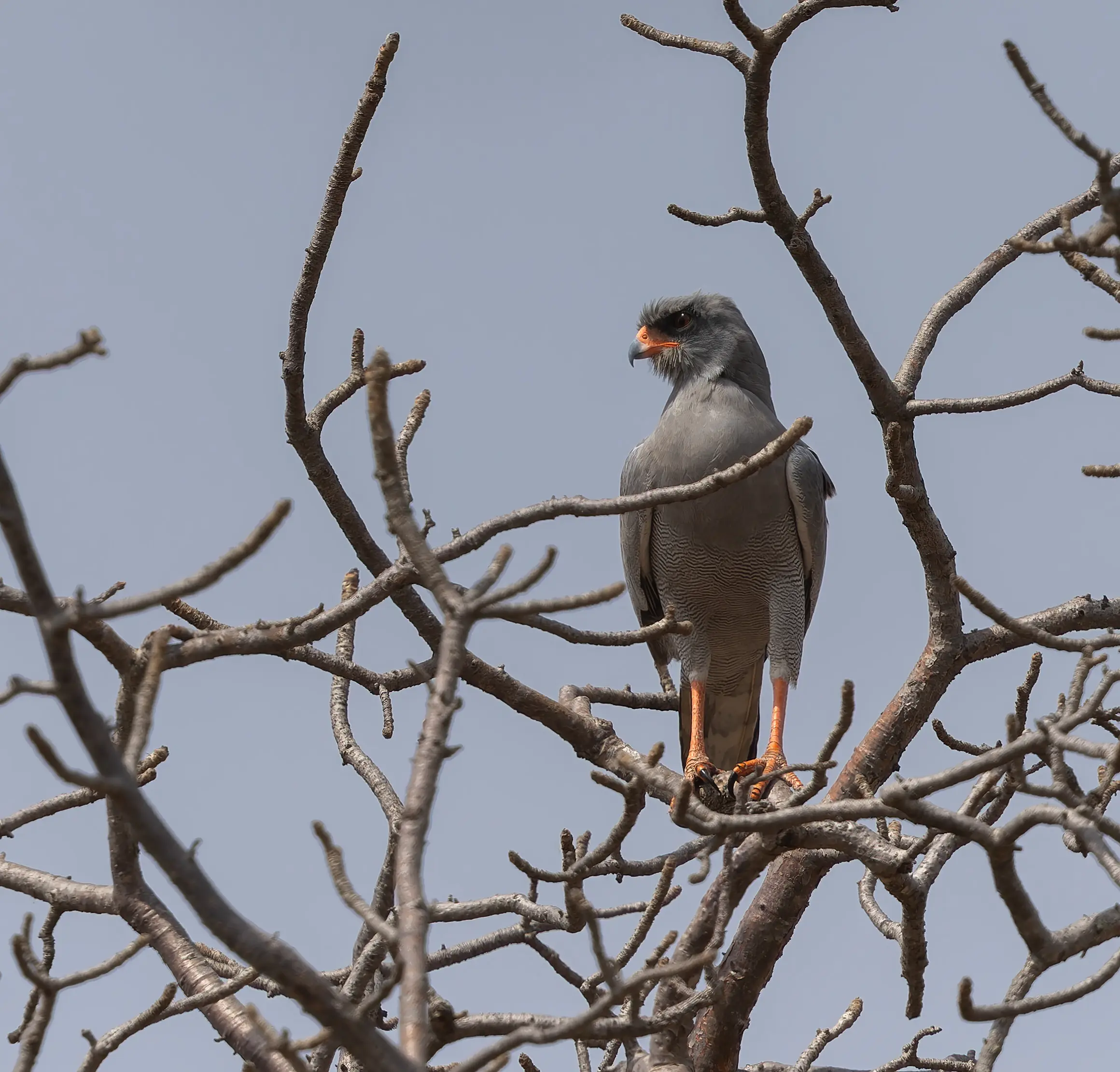 Dark Chanting Goshawk Melierax metabates