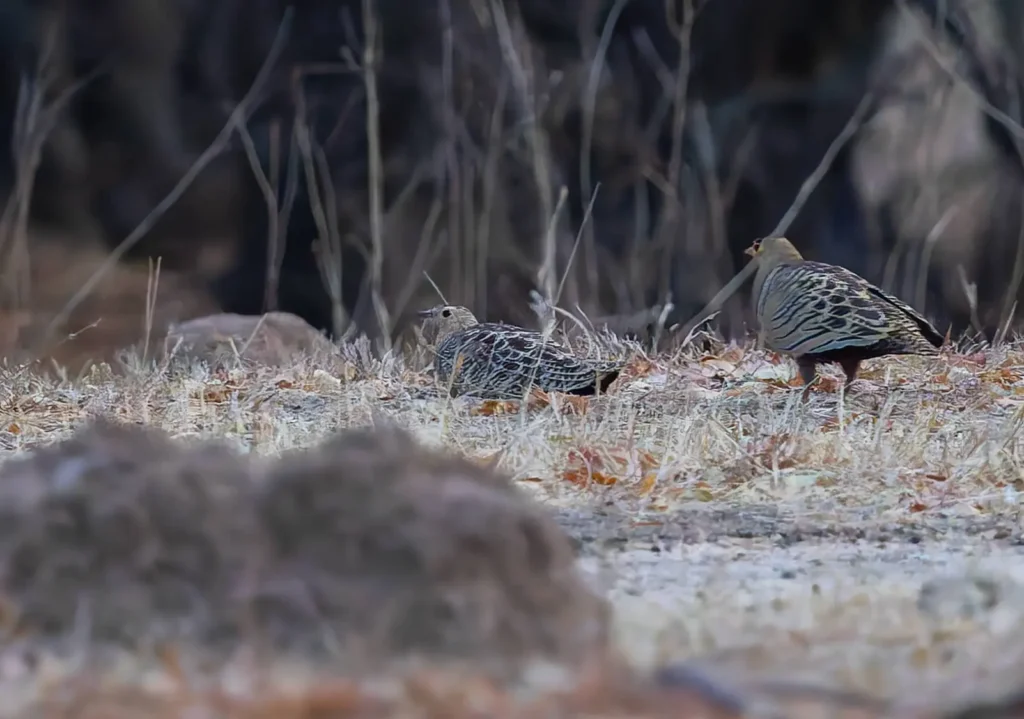 Four-banded Sandgrouse Pterocles quadricinctus
