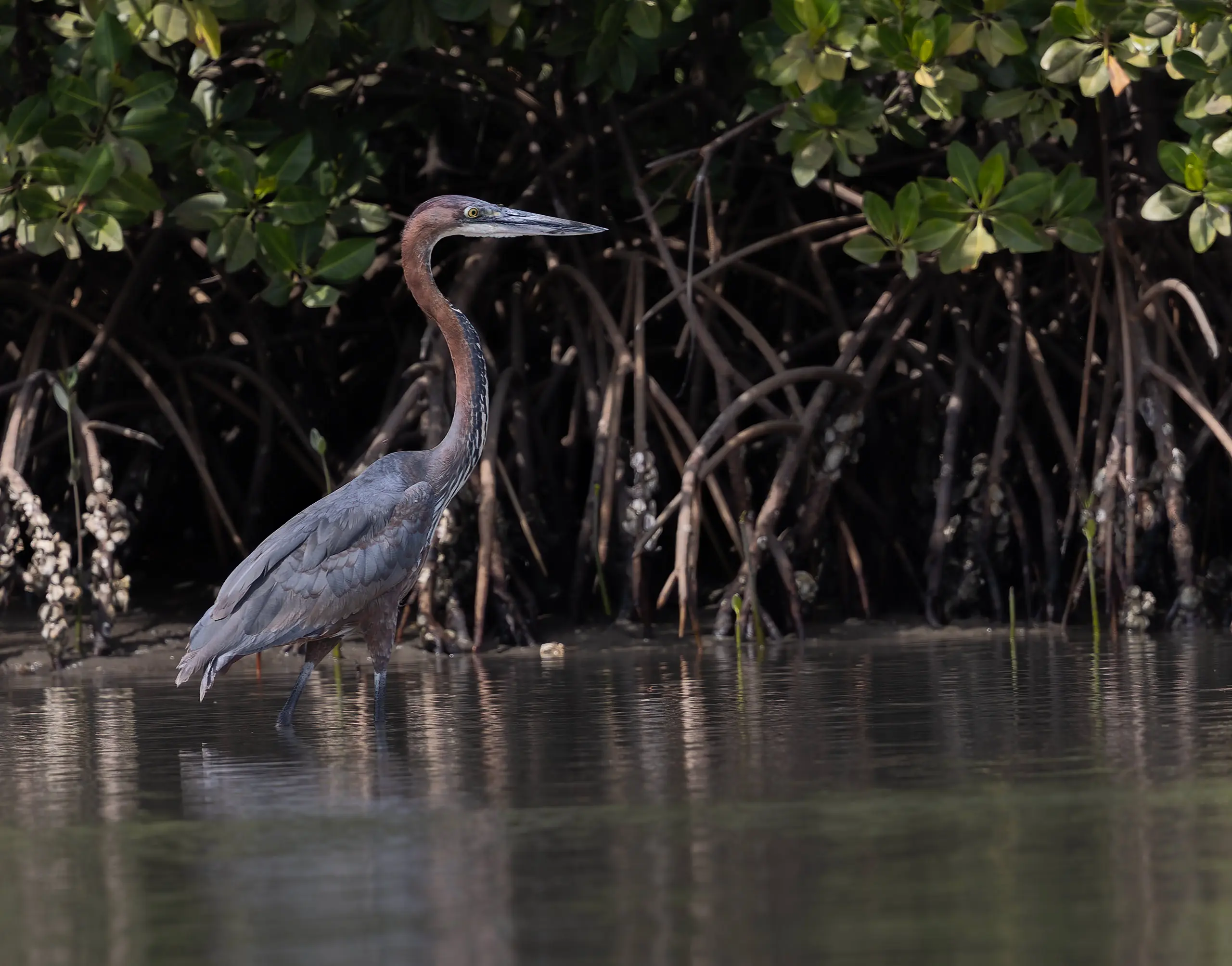 Goliath Heron Ardea goliath