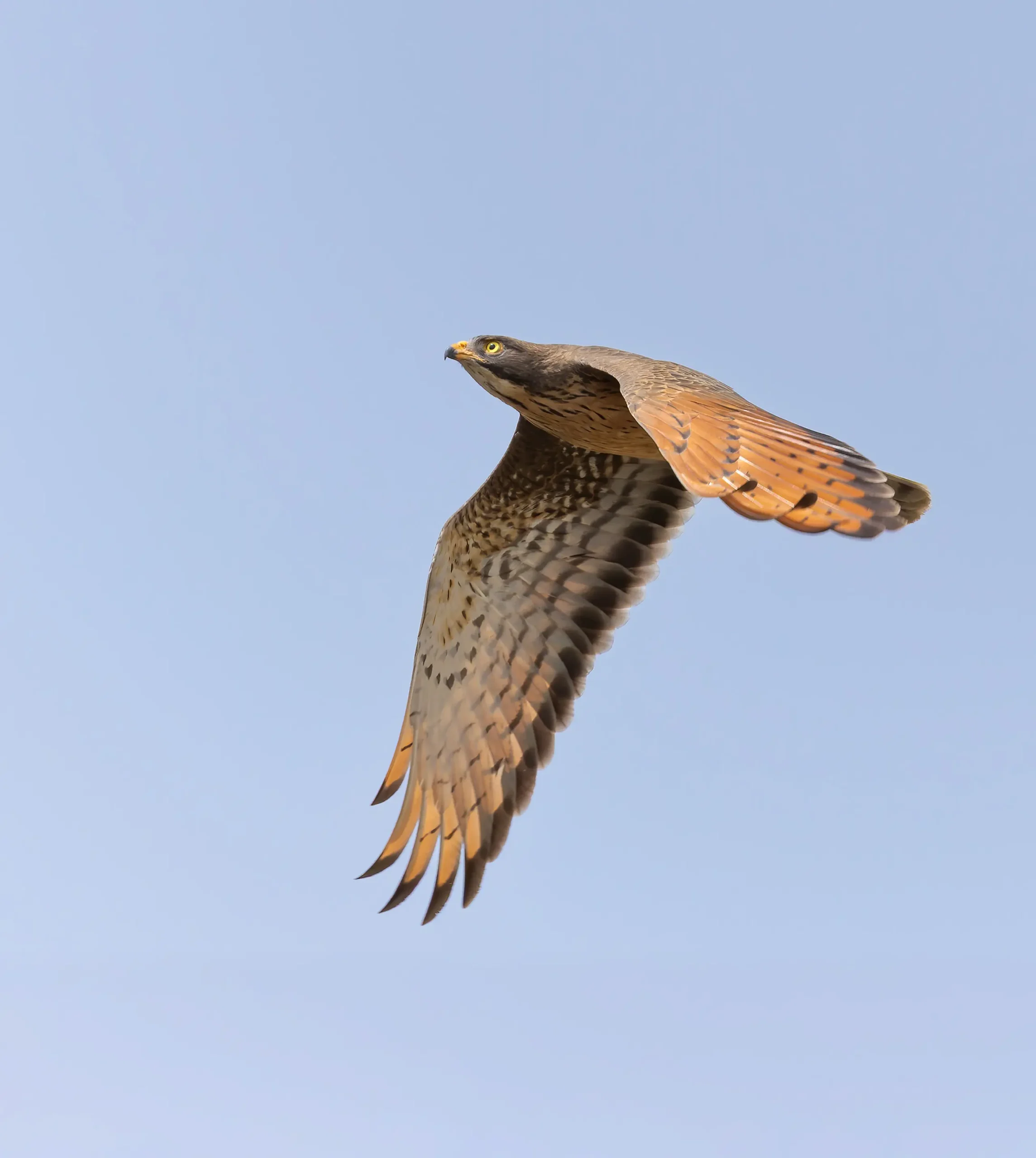 Grasshopper Buzzard Butastur rufipennis