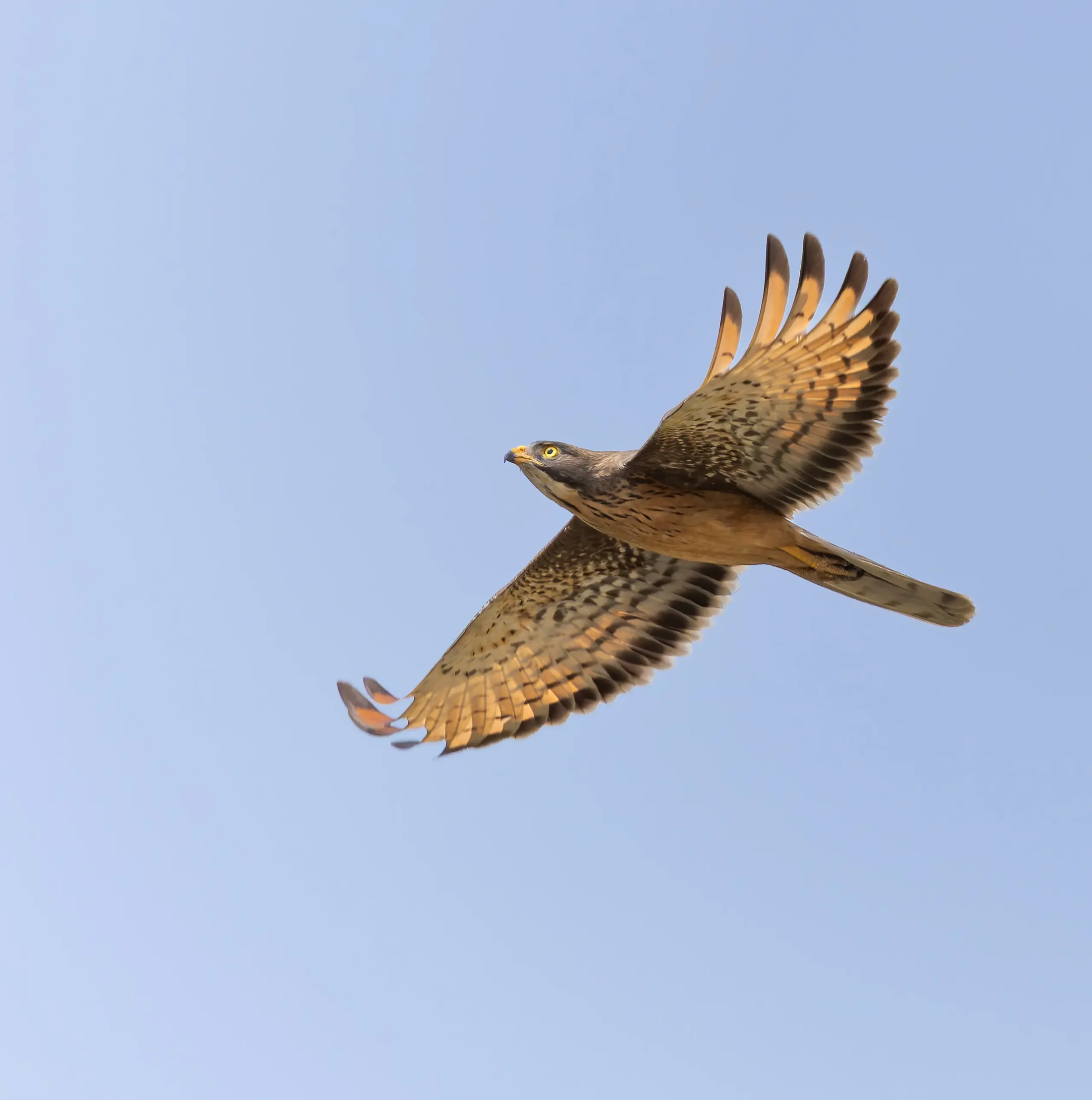 Grasshopper Buzzard Butastur rufipennis