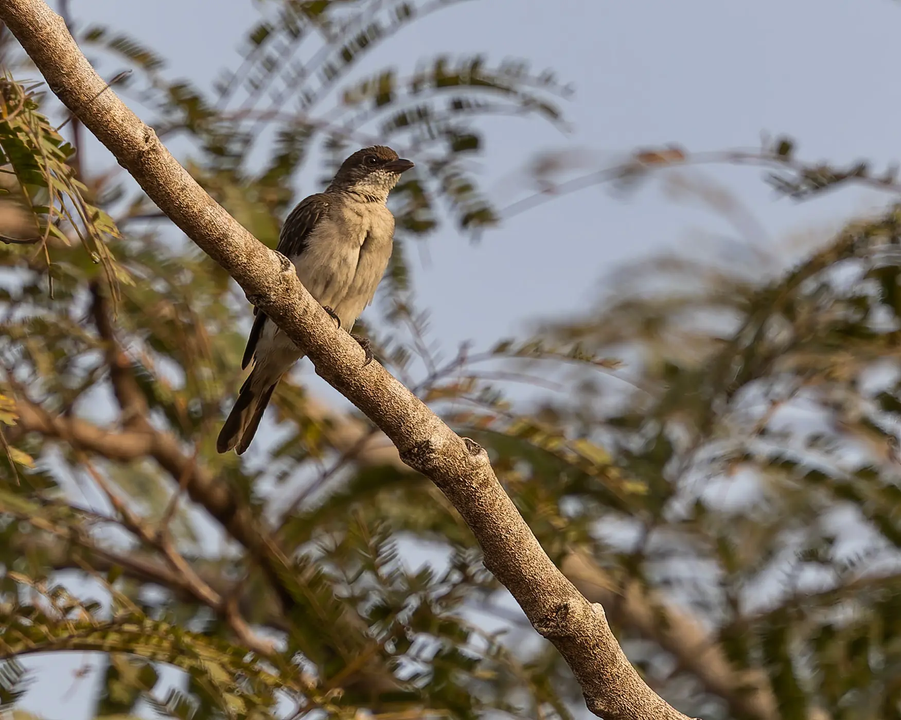 Greater Honeyguide Indicator indicator