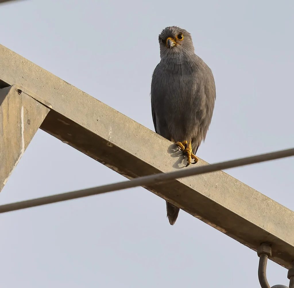 Grey Kestrel Falco ardosiaceus