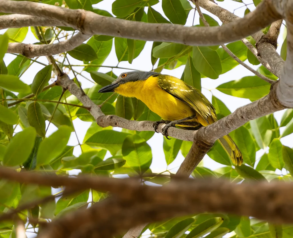 Grey-headed Bushshrike Malaconotus blanchoti