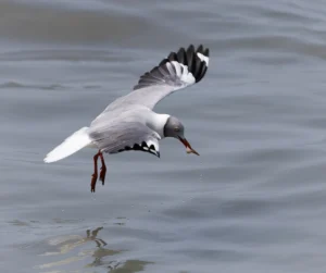 Grey-hooded Gull Chroicocephalus cirrocephalus