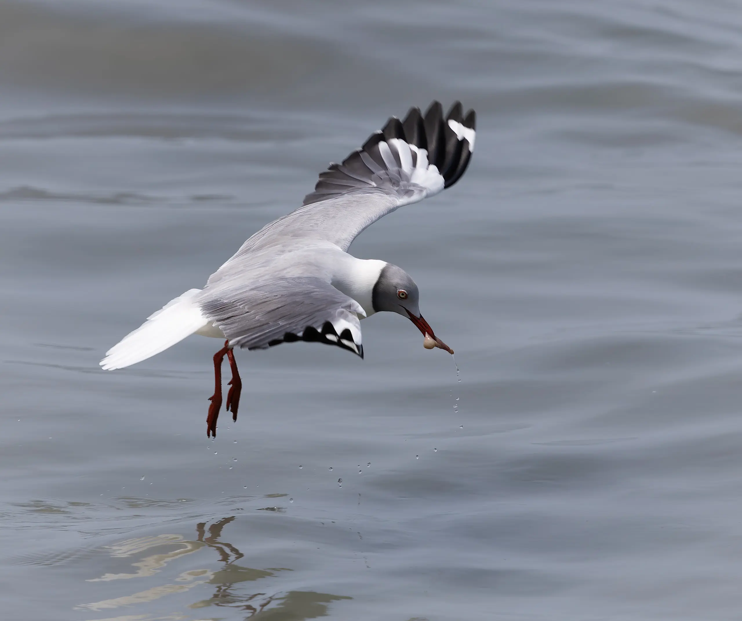 Grey-hooded Gull Chroicocephalus cirrocephalus
