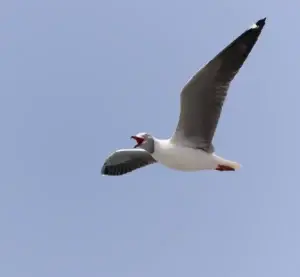 Grey-hooded Gull Chroicocephalus cirrocephalus