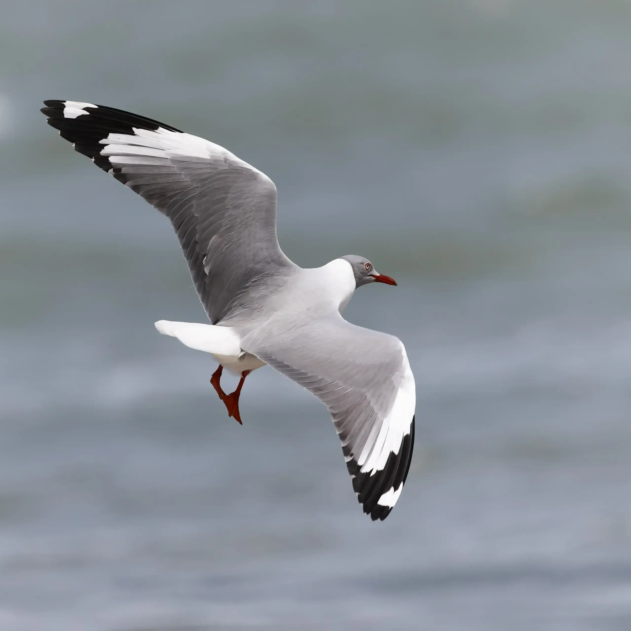 Grey-hooded Gull Chroicocephalus cirrocephalus