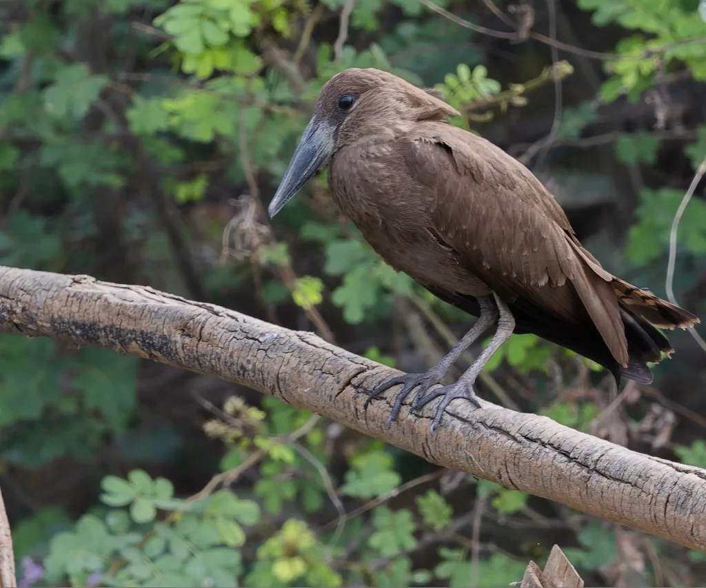 Hamerkop Scopus umbretta