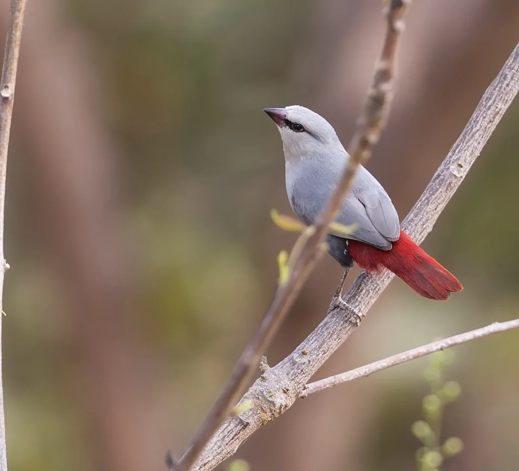 Lavender Waxbill Glaucestrilda caerulescens