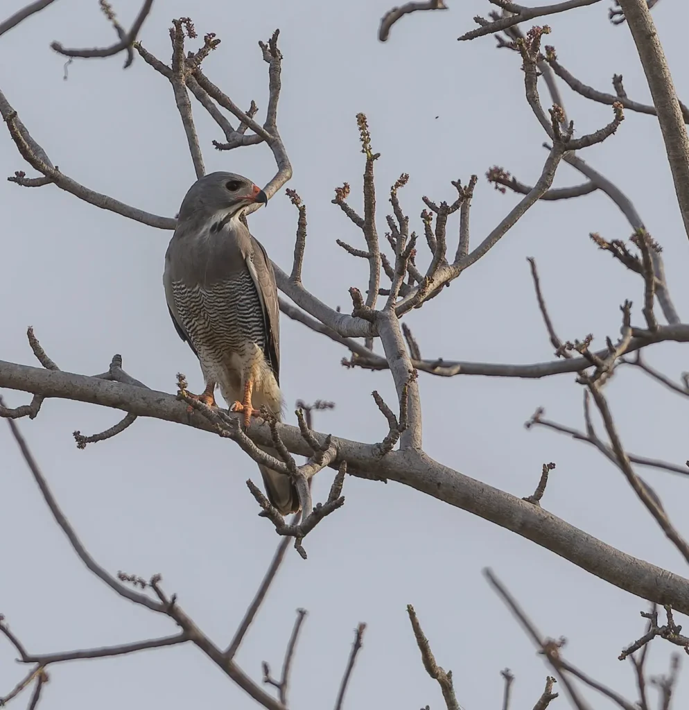 Lizard Buzzard Kaupifalco monogrammicus