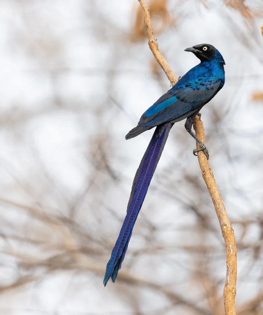Long-tailed Glossy Starling Lamprotornis caudatus