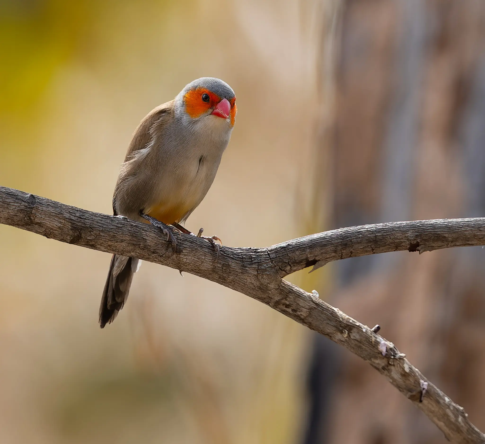 Orange cheeked Waxbill Estrilda melpoda