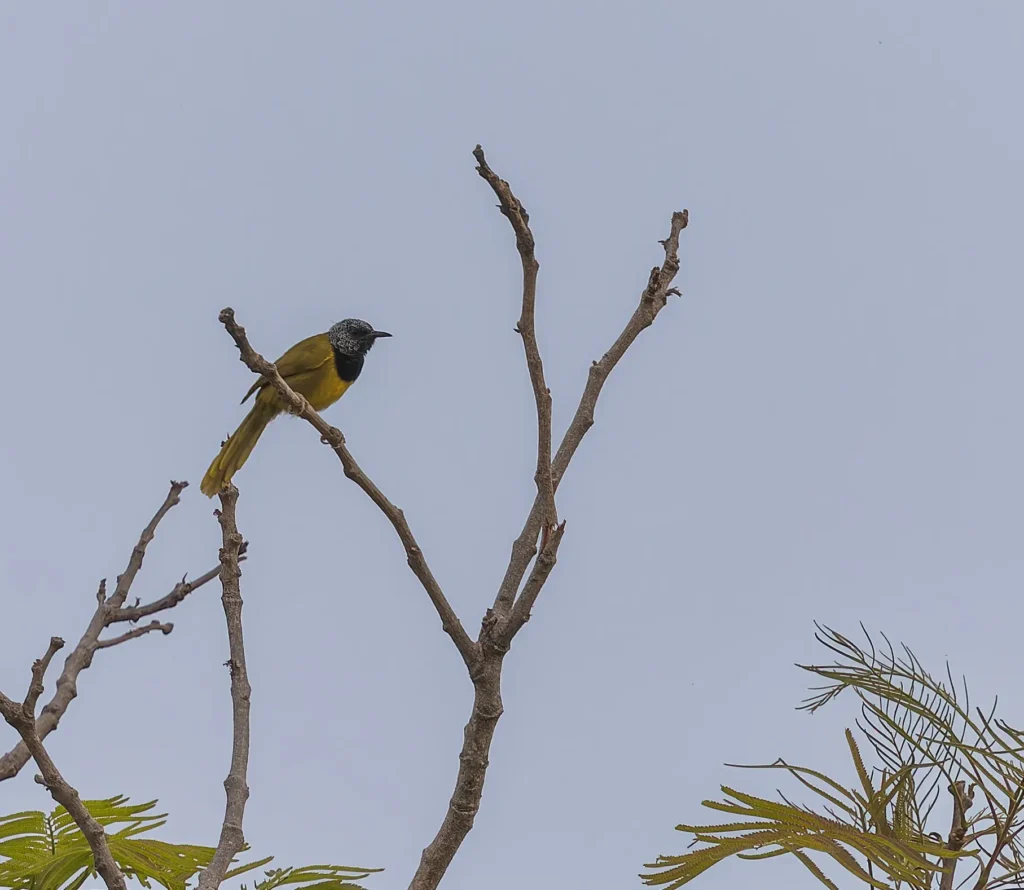 Oriole Warbler Hypergerus atriceps