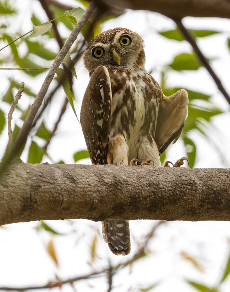 Pearl-spotted Owlet Glaucidium perlatum