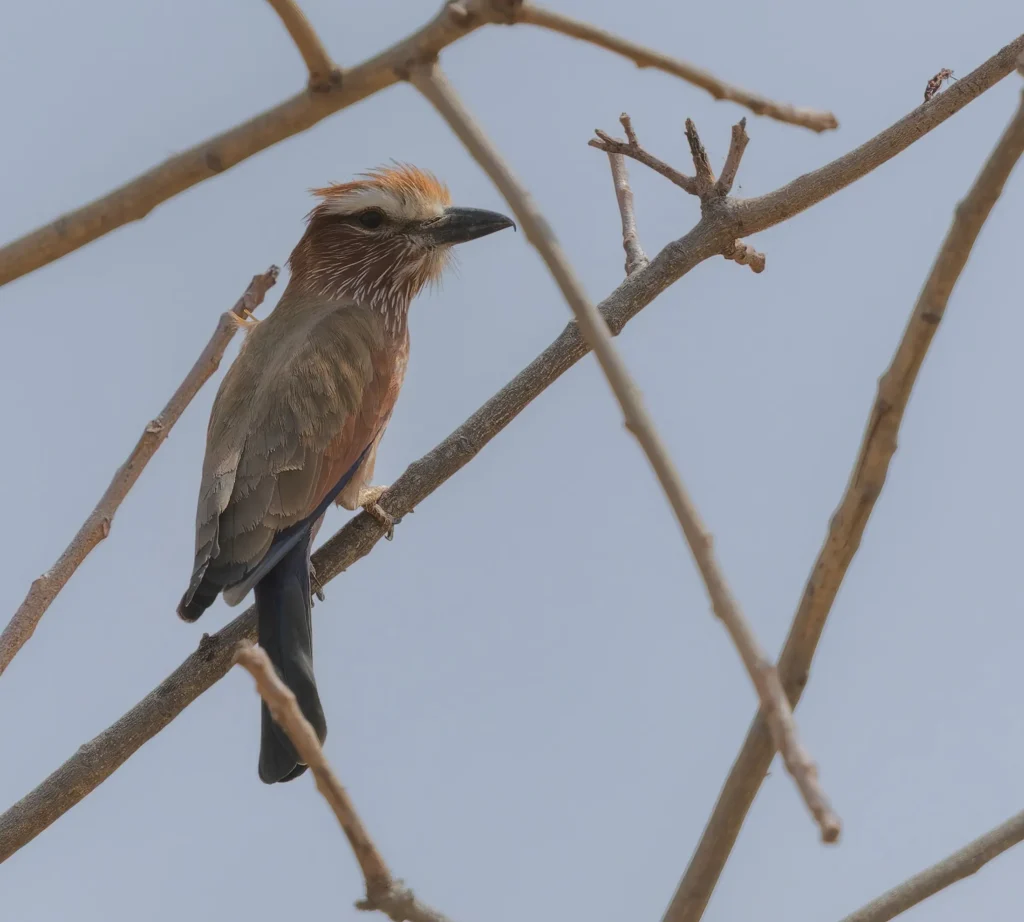 Purple Roller Coracias naevius