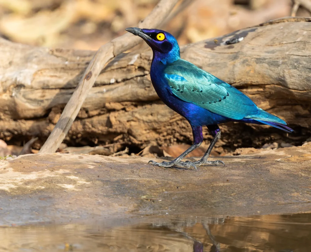 Purple Starling Lamprotornis purpureus