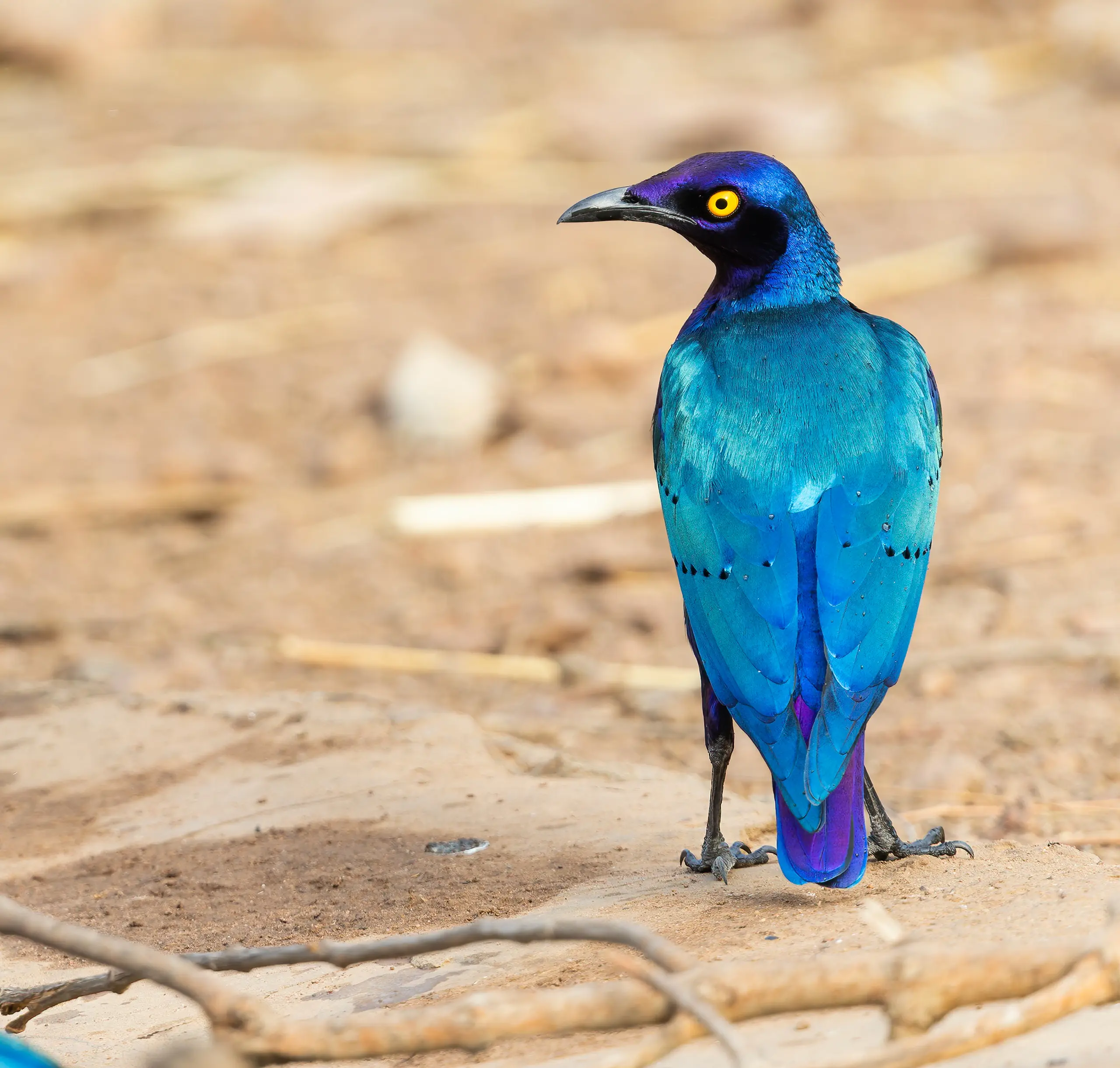 Purple Starling Lamprotornis purpureus