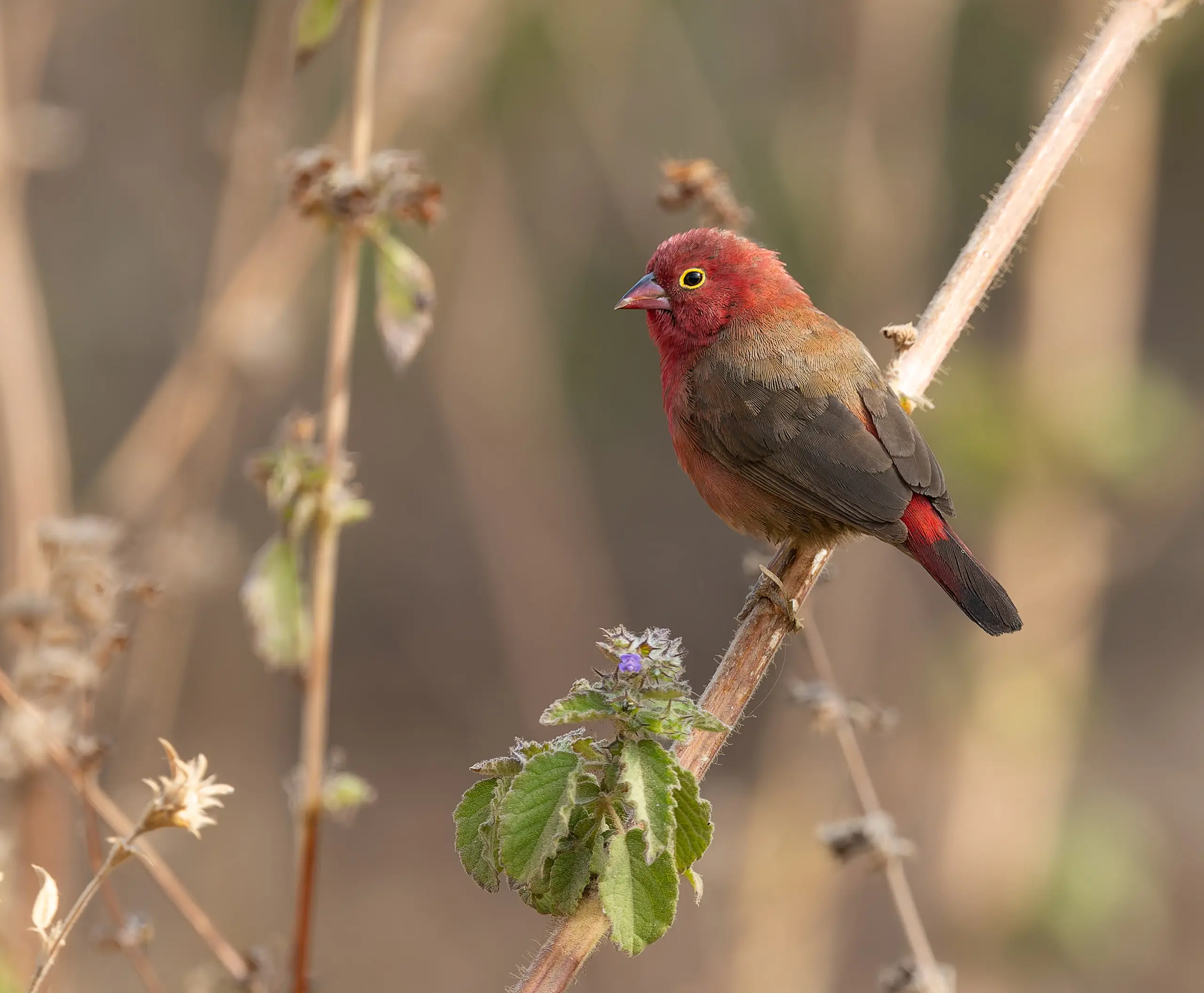 Red-billed Firefinch Lagonosticta senegala