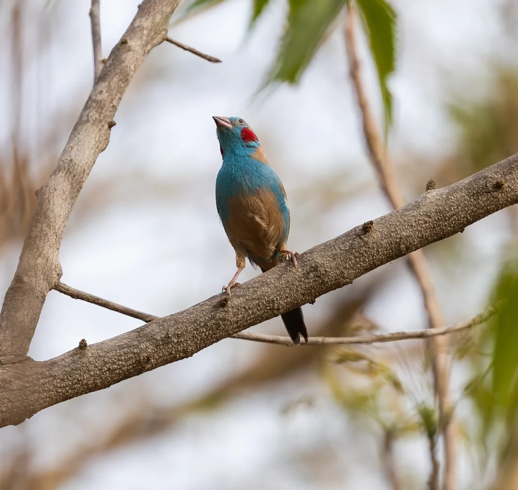 Red-cheeked Cordonbleu Uraeginthus bengalus