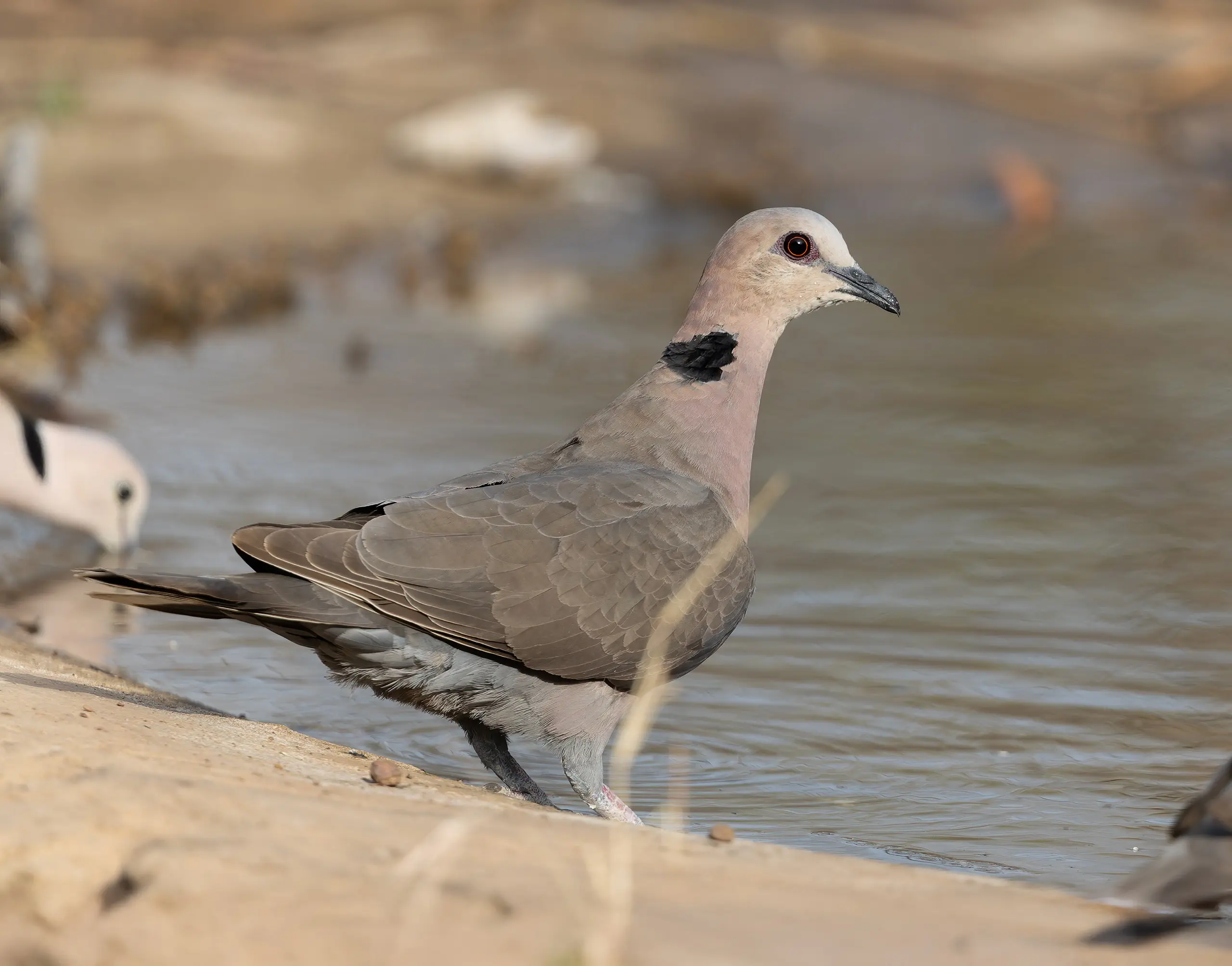 Red-eyed Dove Streptopelia semitorquata