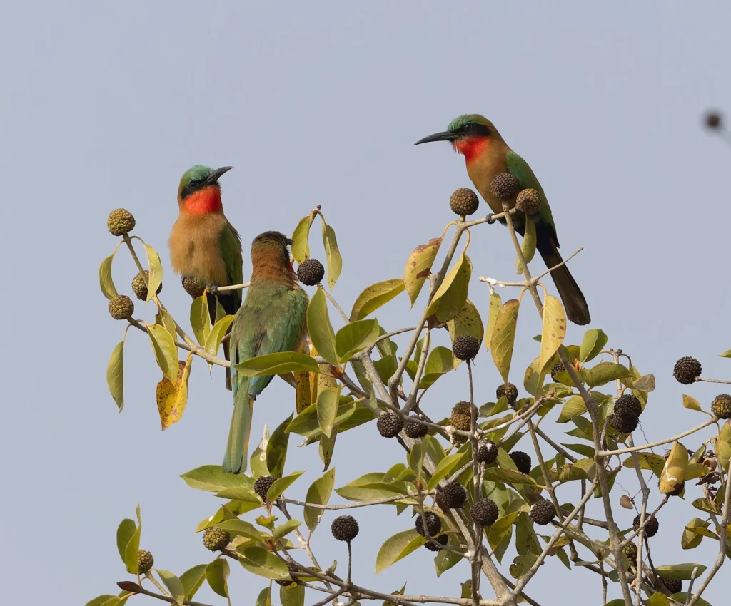 Red-throated Bee-eater Merops bulocki