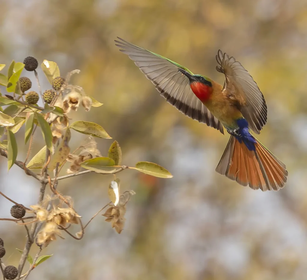 Red-throated Bee-eater Merops bulocki