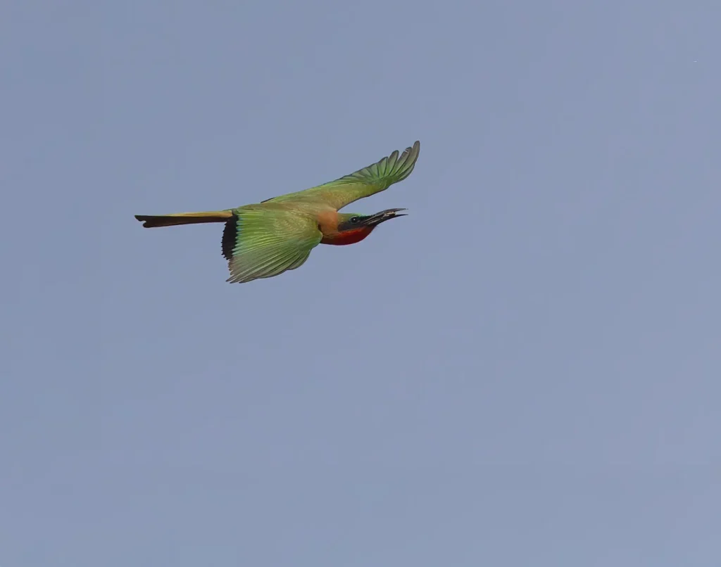 Red-throated Bee-eater Merops bulocki