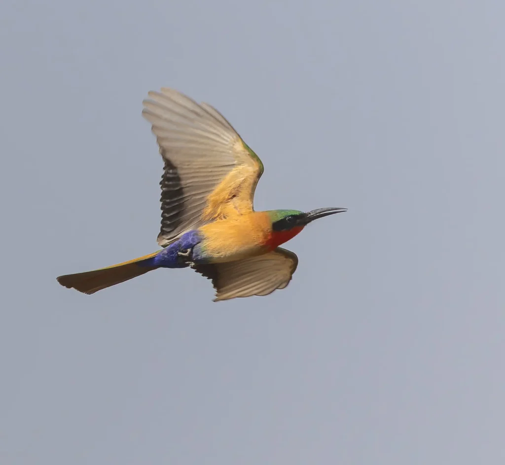 Red-throated Bee-eater Merops bulocki