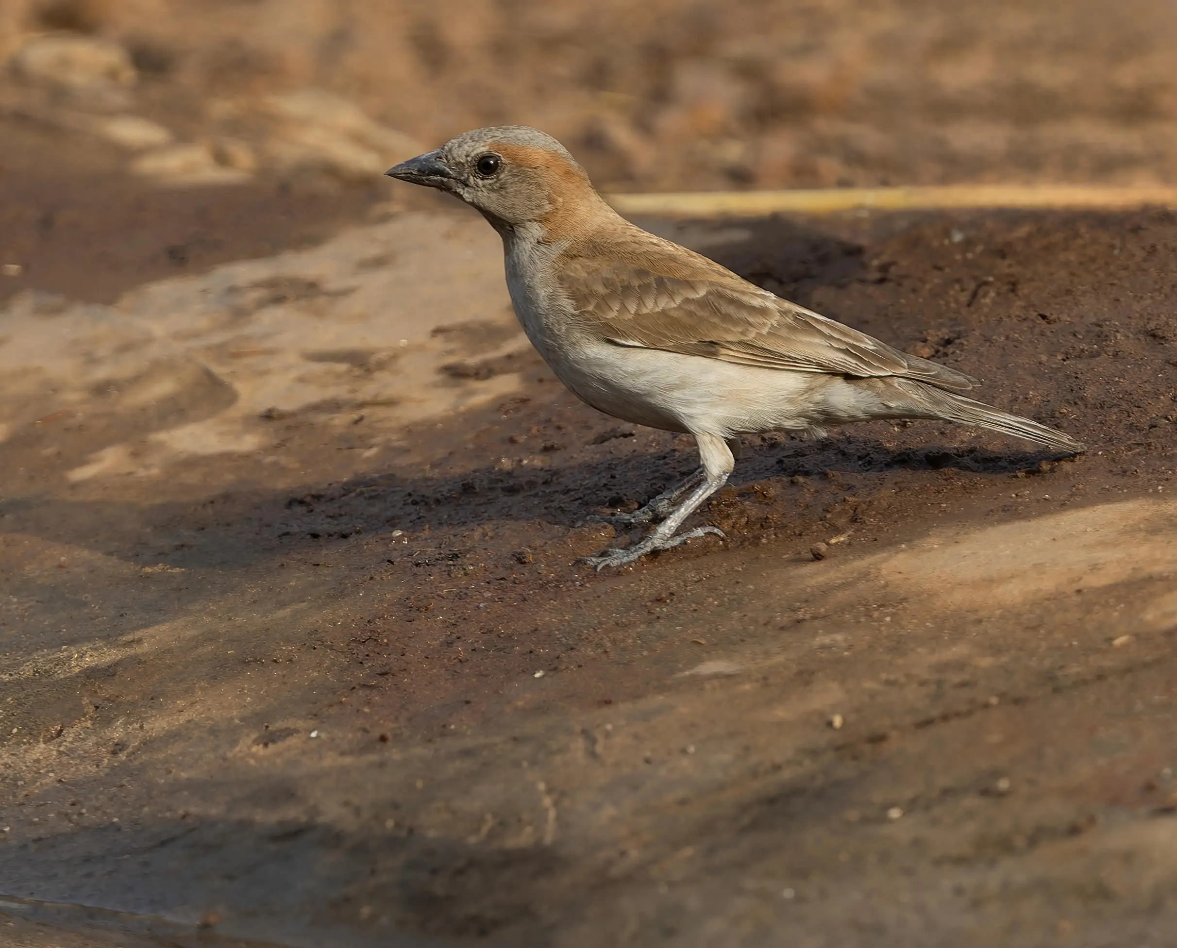 Sahel Bush Sparrow Gymnoris dentata