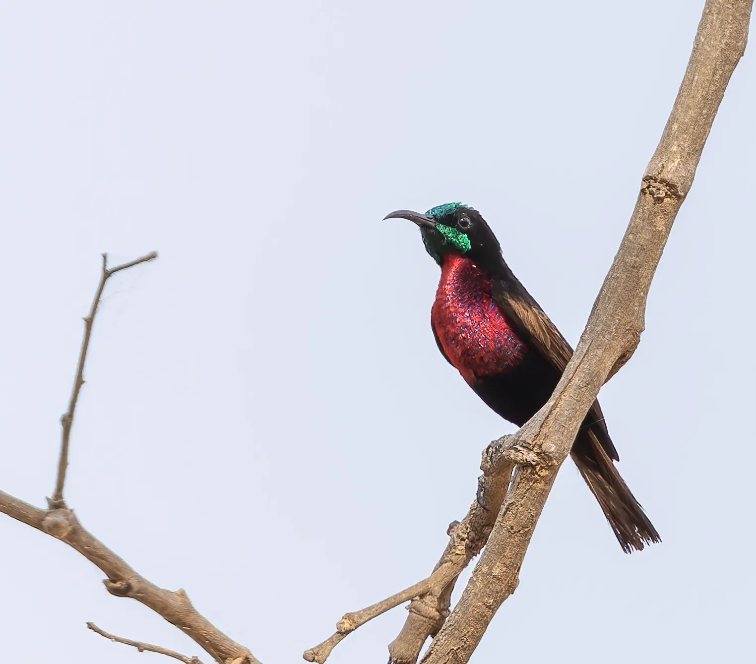 Scarlet-chested Sunbird Chalcomitra senegalensis