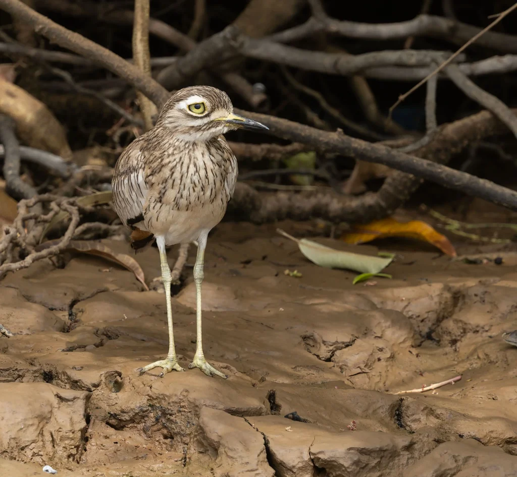 Senegal Thick-knee Burhinus senegalensis