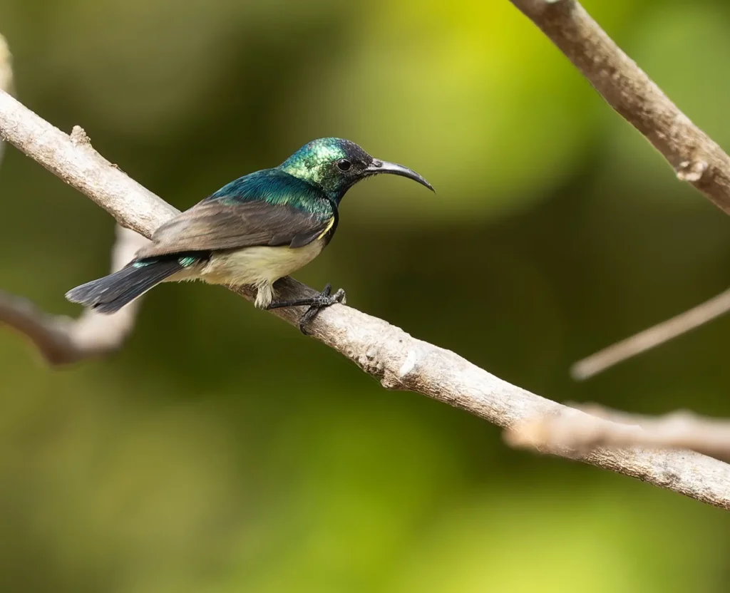 Splendid Sunbird Cinnyris coccinigastrus