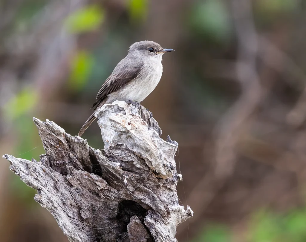 Swamp Flycatcher Muscicapa aquatica