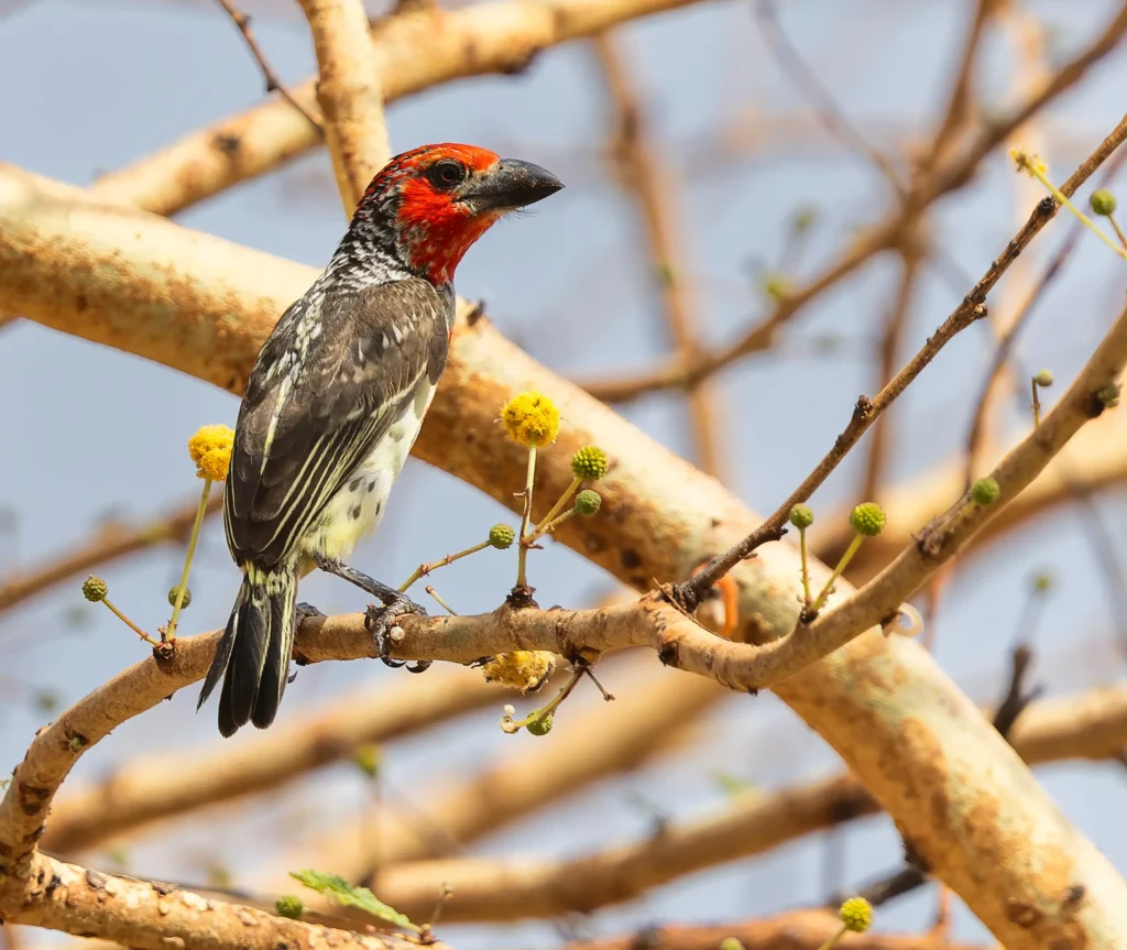 Vieillot's Barbet Lybius vieilloti