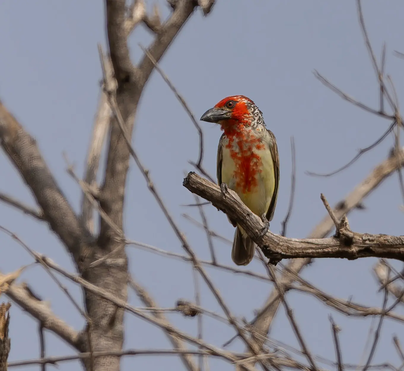 Vieillot's Barbet Lybius vieilloti