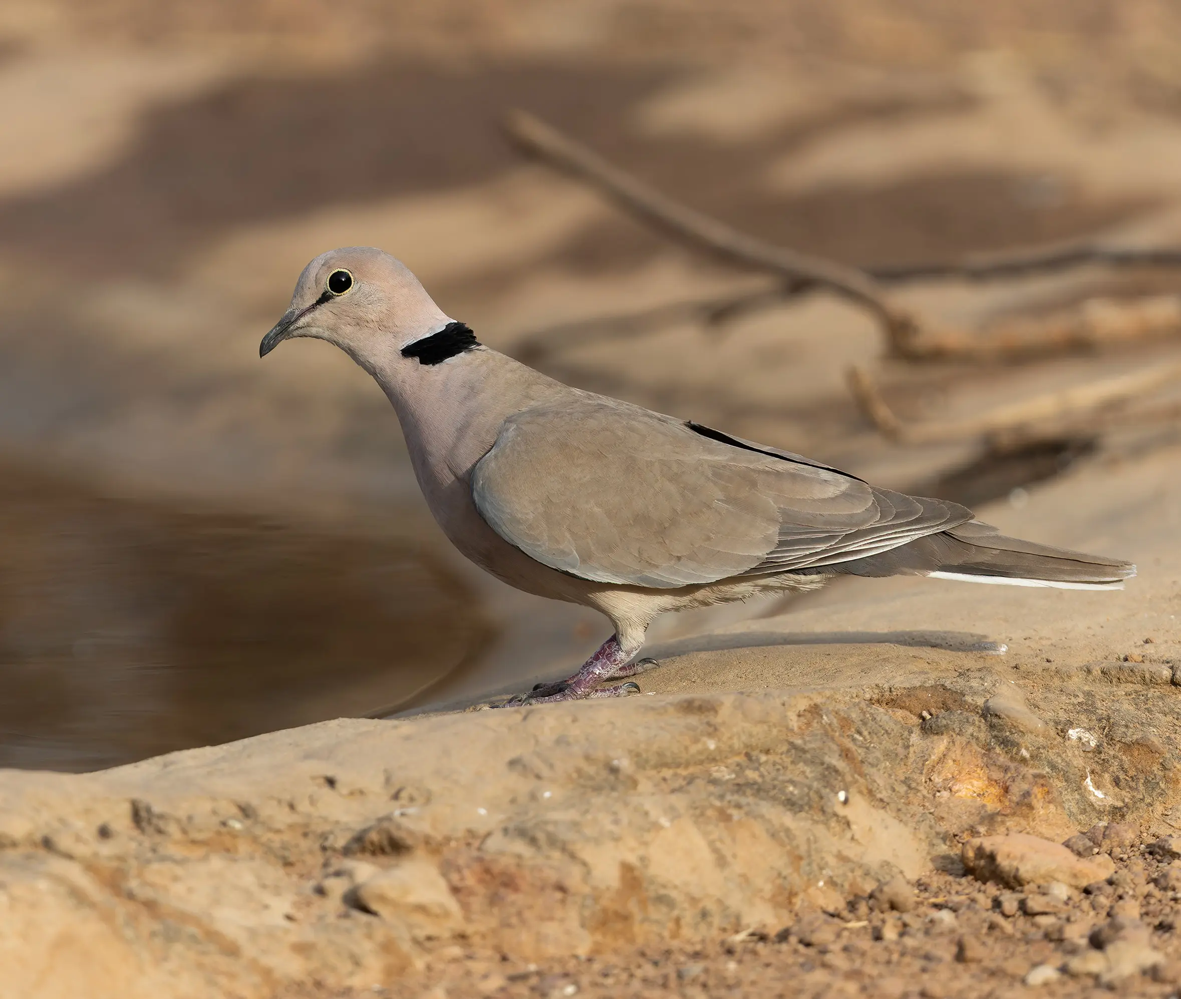 Vinaceous Dove Streptopelia vinacea
