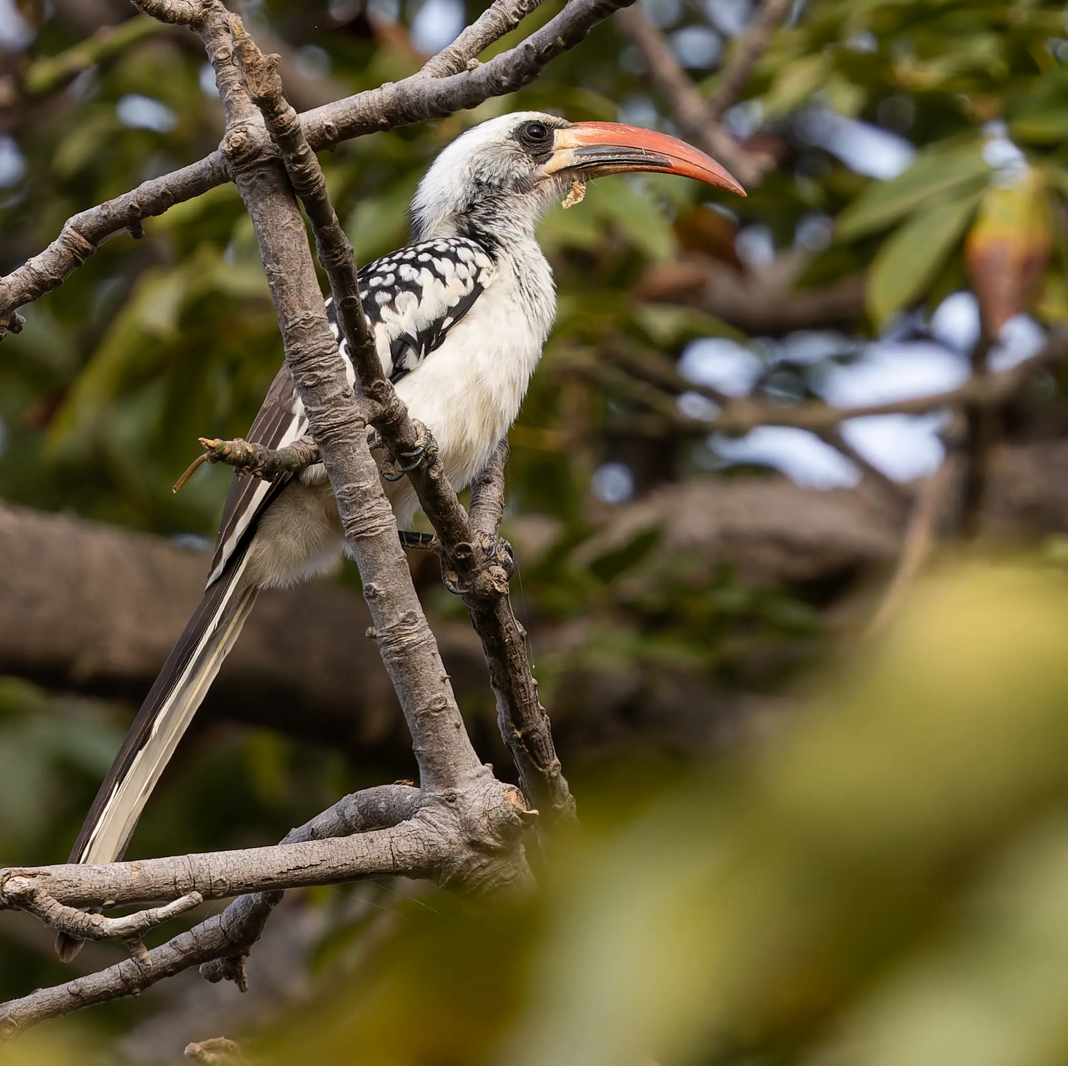 Western Red-billed Hornbill Tockus kempi