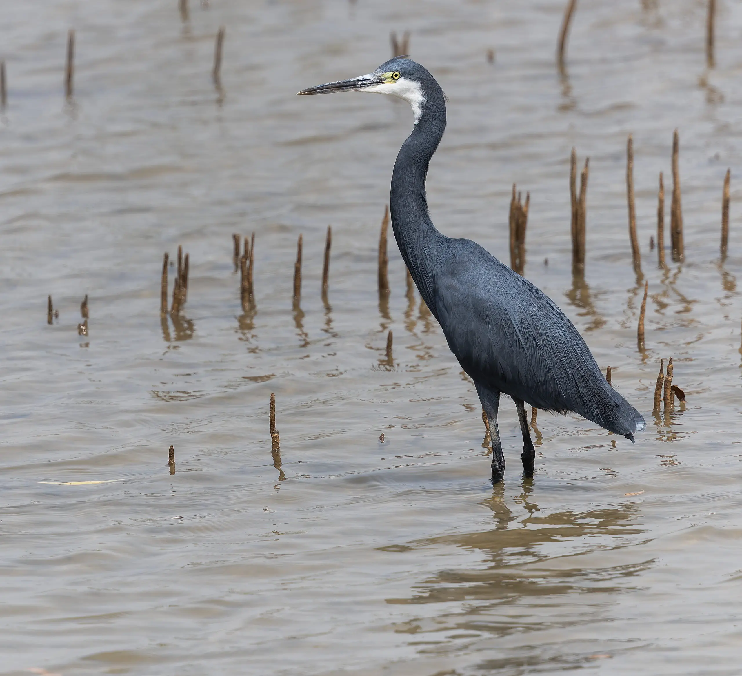 Western Reef Heron Egretta gularis