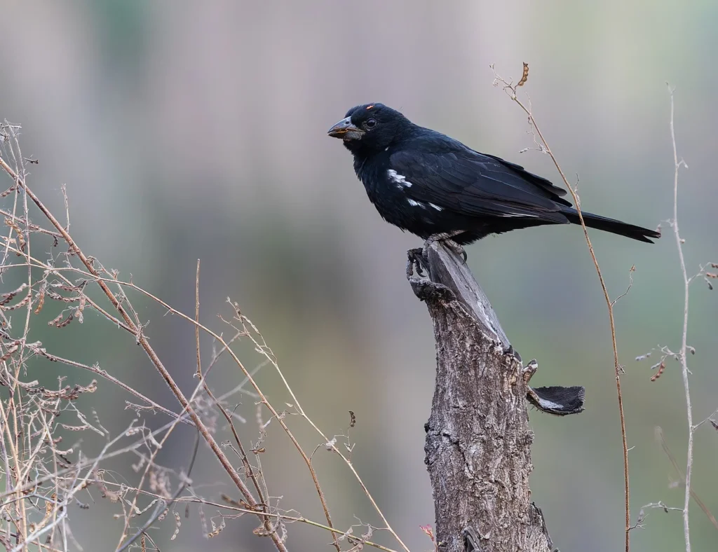 White-billed Buffalo-Weaver Bubalornis albirostris