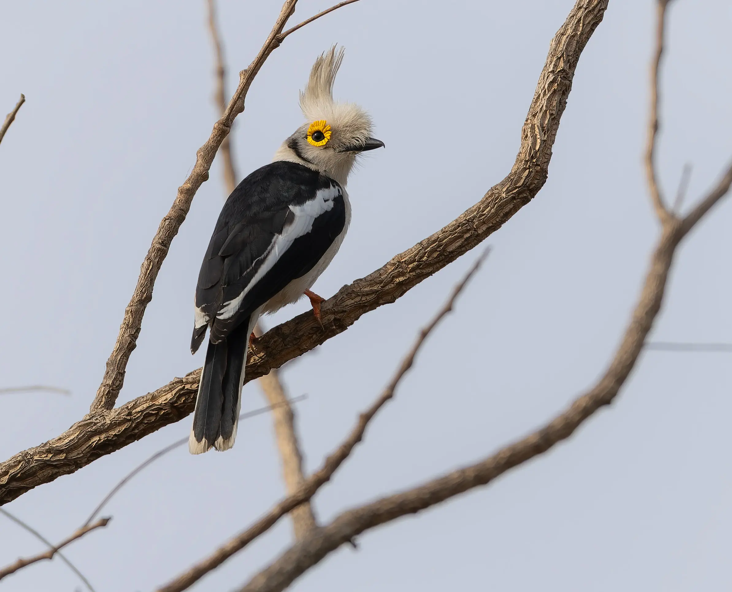 White-crested Helmetshrike Prionops plumatus