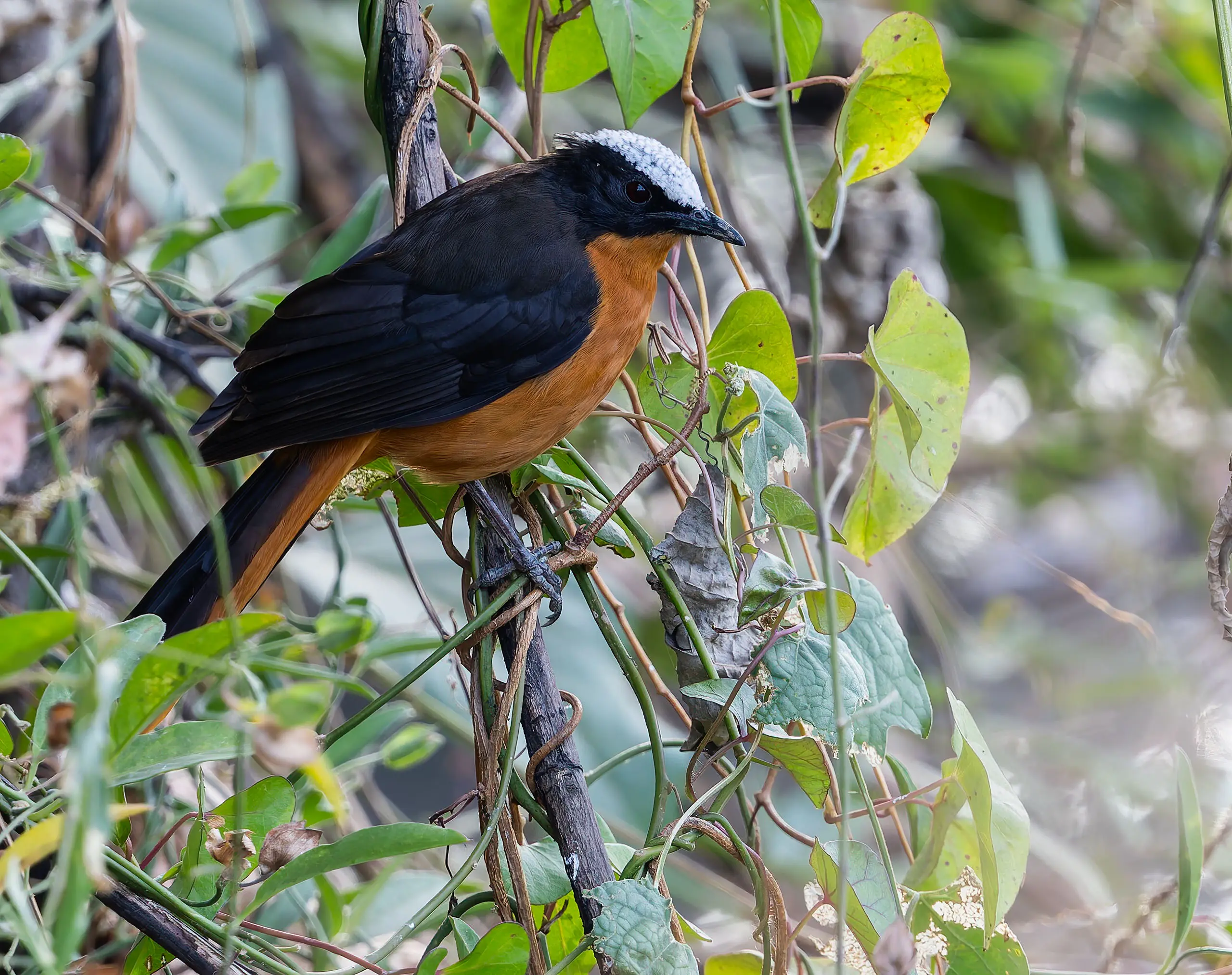 White-crowned Robin-Chat Cossypha albicapillus