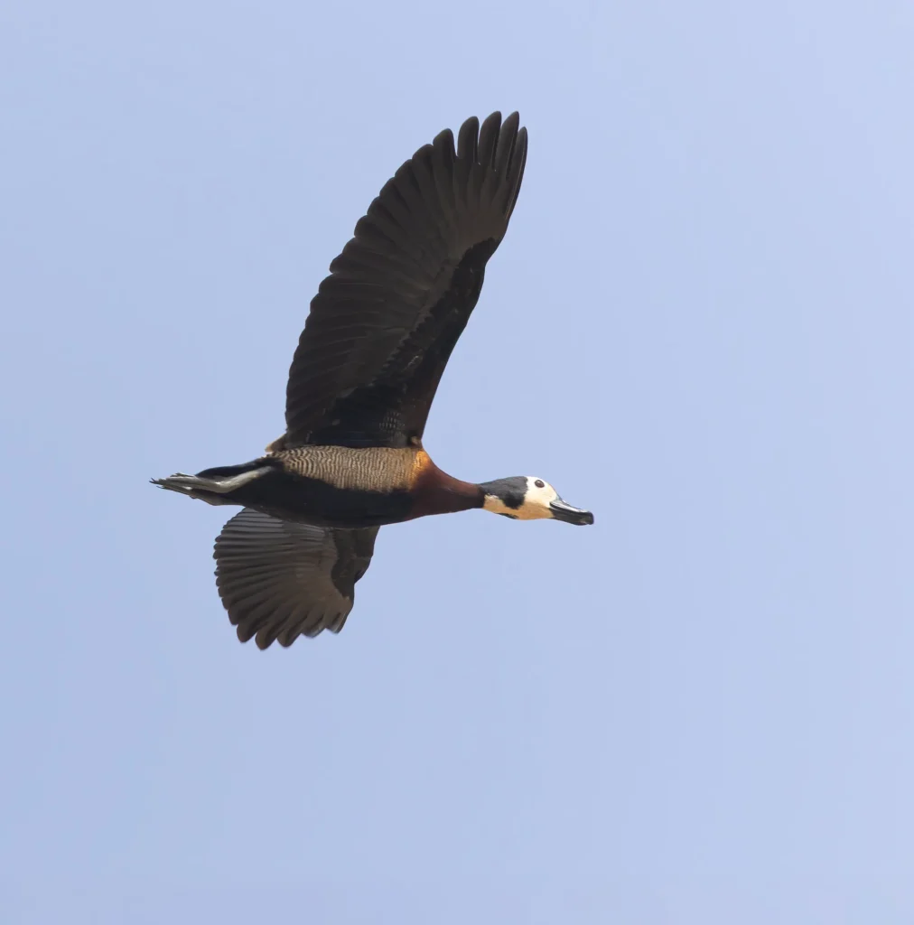 White-faced Whistling Duck Dendrocygna viduata