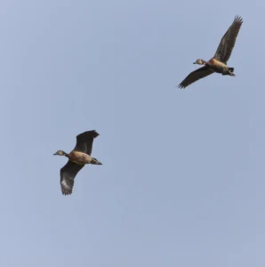 White-faced Whistling Duck Dendrocygna viduata