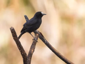 White-fronted Black Chat Oenanthe albifrons
