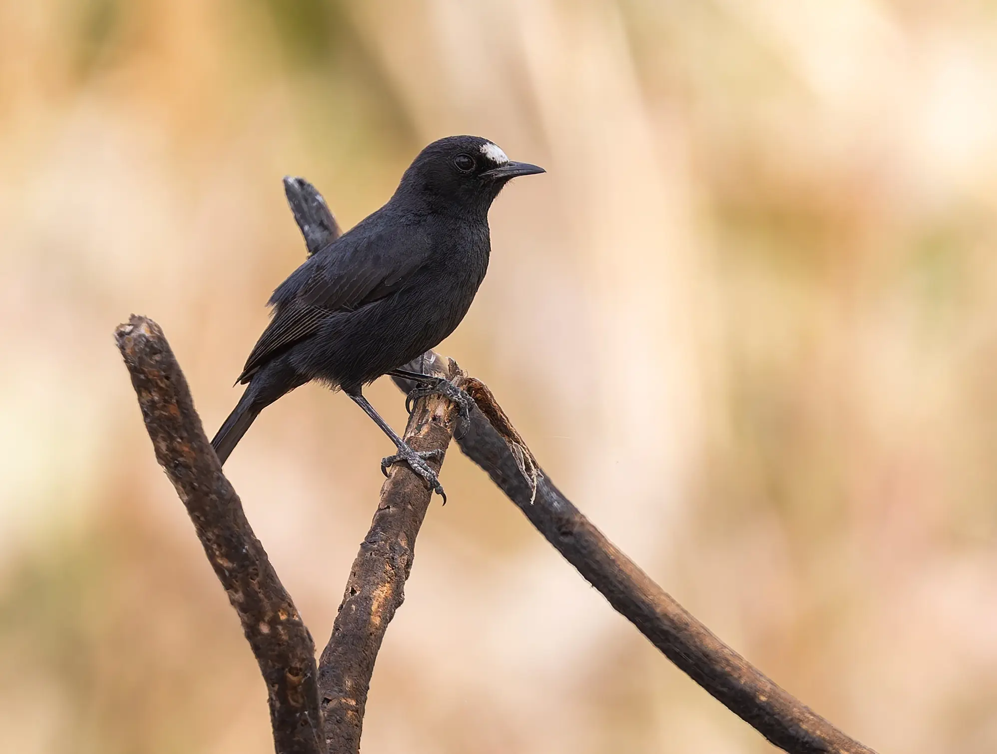 White-fronted Black Chat Oenanthe albifrons