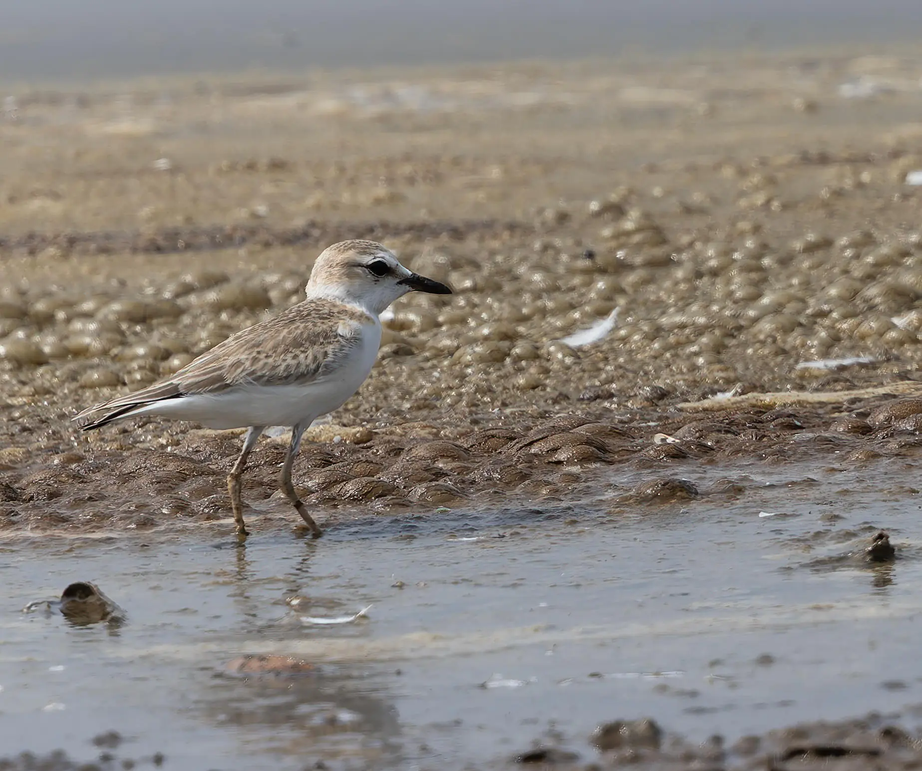White-fronted Plover Anarhynchus marginatus